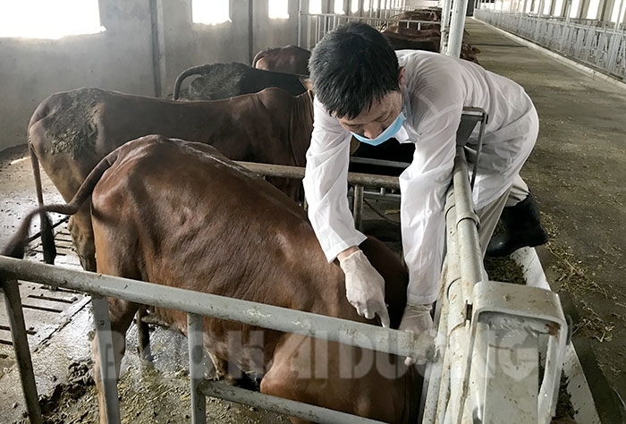 Gần 7.000 con trâu, bò được tiêm vaccine phòng bệnh viêm da nổi cục